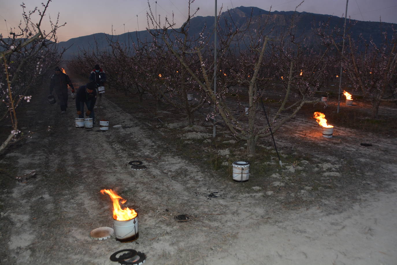 Fotos: Fuego contra las heladas en Cieza