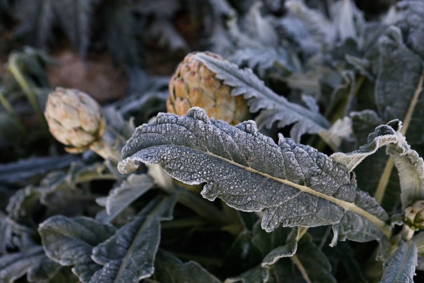 Fotos: Las heladas manchan las hortalizas en cultivo en Lorca