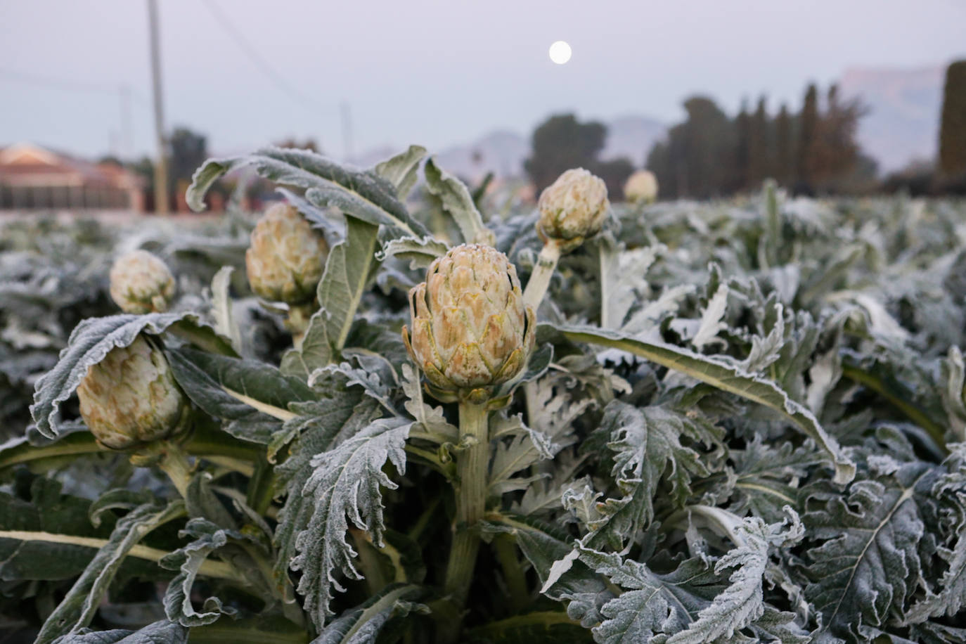 Fotos: Las heladas manchan las hortalizas en cultivo en Lorca