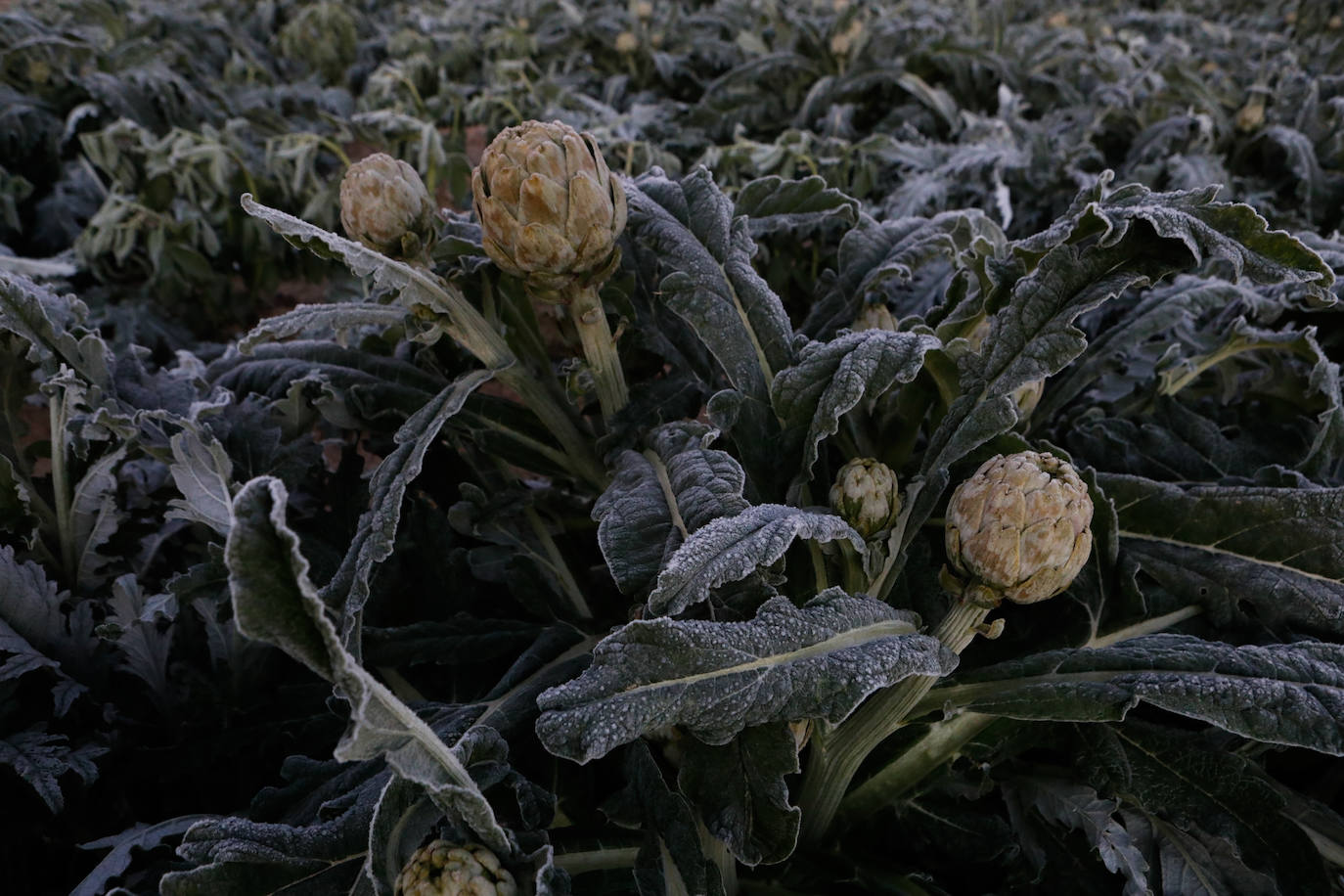Fotos: Las heladas manchan las hortalizas en cultivo en Lorca