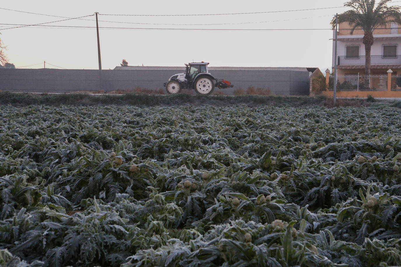 Fotos: Las heladas manchan las hortalizas en cultivo en Lorca