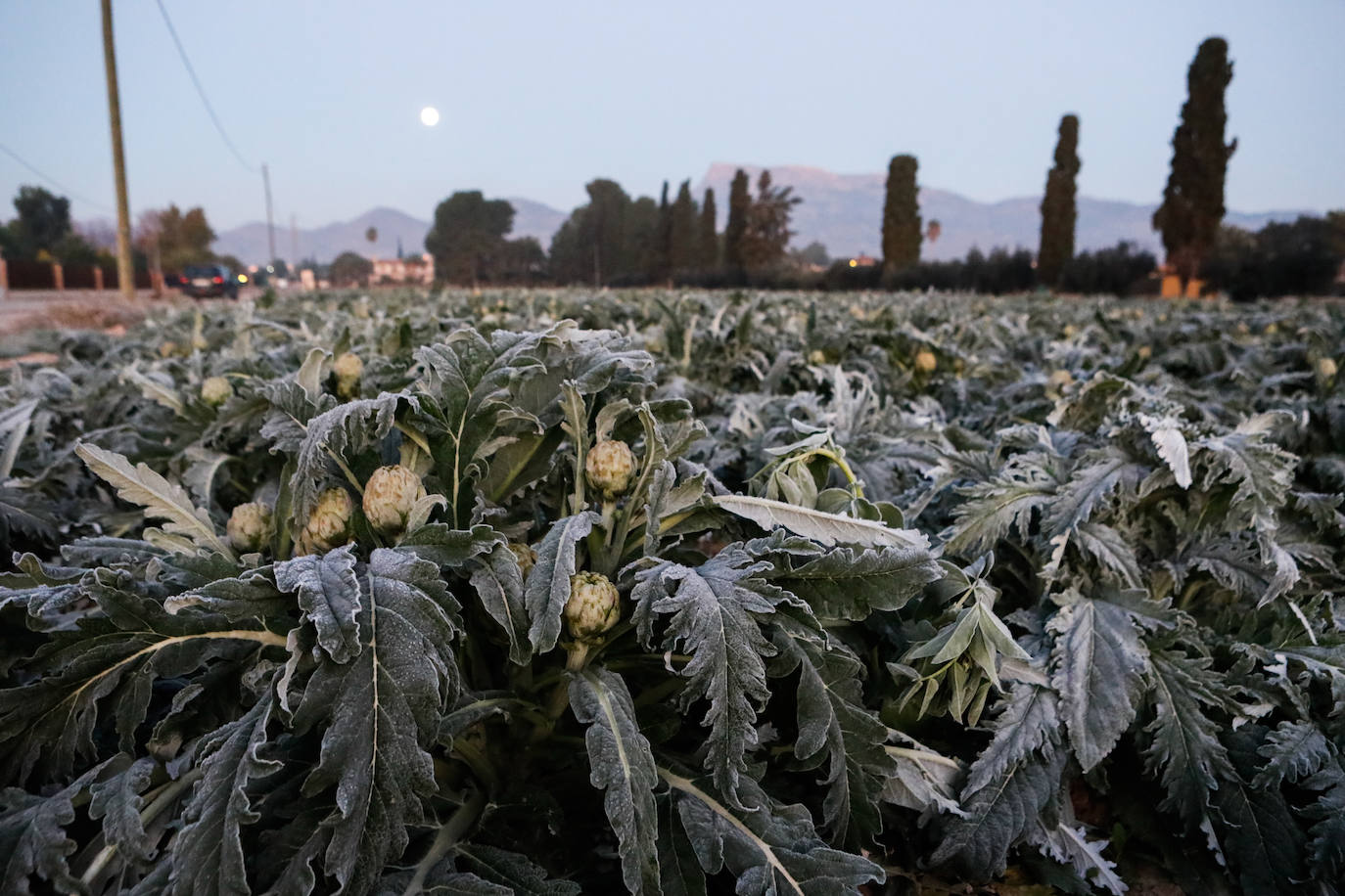 Fotos: Las heladas manchan las hortalizas en cultivo en Lorca