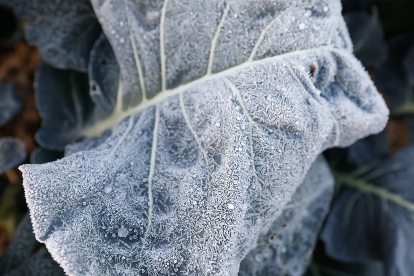 Fotos: Las heladas manchan las hortalizas en cultivo en Lorca