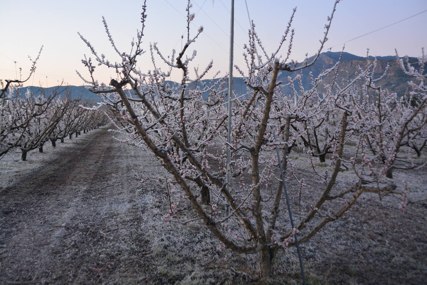 Fotos: Los agricultores de Cieza congelan los árboles frutales para protegerlos de las bajas temperaturas