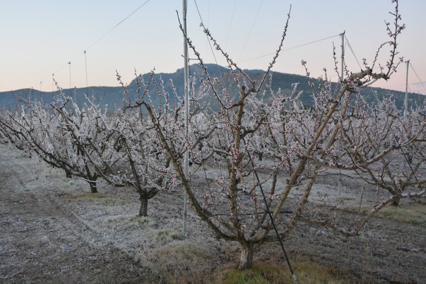 Fotos: Los agricultores de Cieza congelan los árboles frutales para protegerlos de las bajas temperaturas