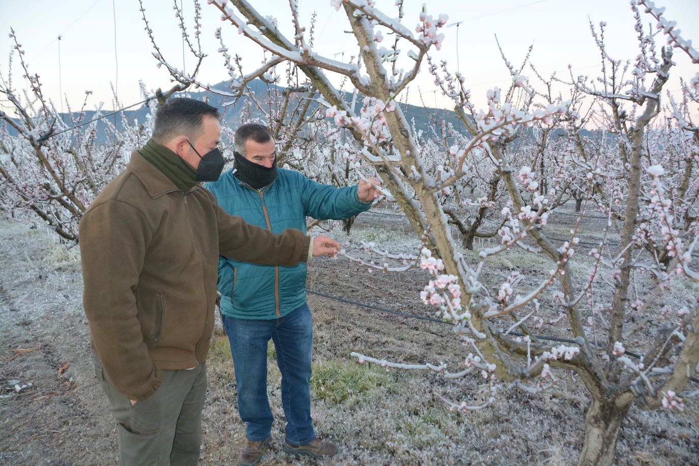 Fotos: Los agricultores de Cieza congelan los árboles frutales para protegerlos de las bajas temperaturas