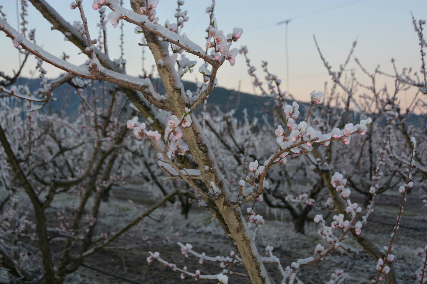 Fotos: Los agricultores de Cieza congelan los árboles frutales para protegerlos de las bajas temperaturas
