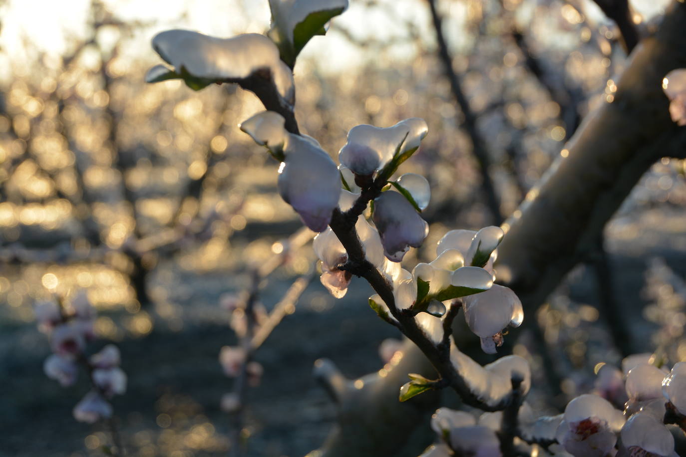 Fotos: Los agricultores de Cieza congelan los árboles frutales para protegerlos de las bajas temperaturas