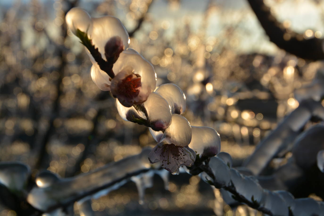Fotos: Los agricultores de Cieza congelan los árboles frutales para protegerlos de las bajas temperaturas