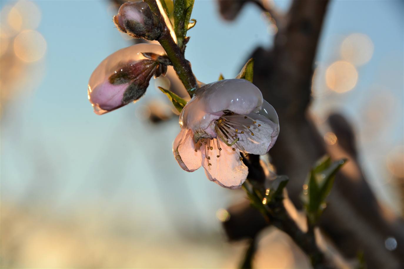 Fotos: Los agricultores de Cieza congelan los árboles frutales para protegerlos de las bajas temperaturas