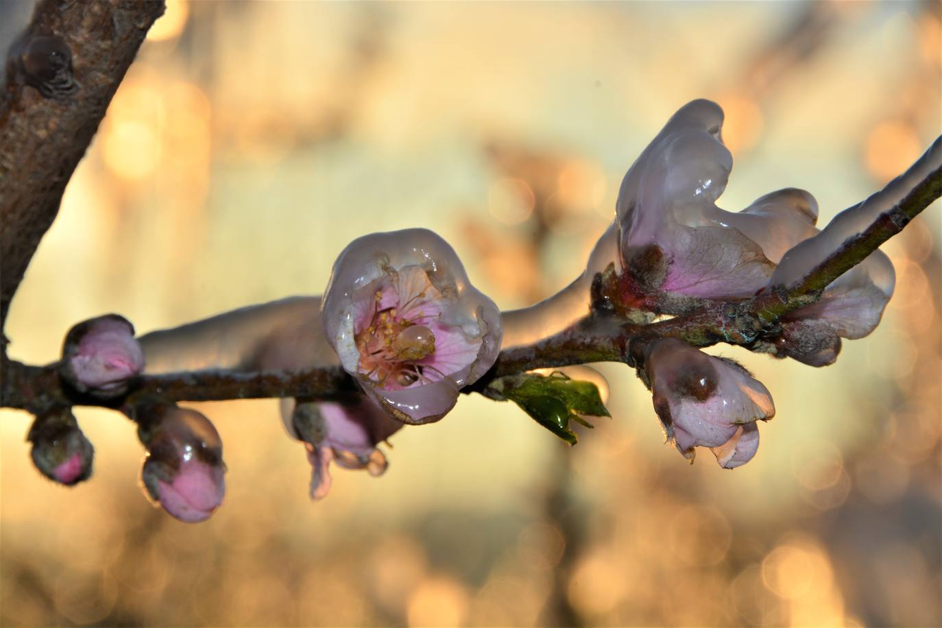 Fotos: Los agricultores de Cieza congelan los árboles frutales para protegerlos de las bajas temperaturas
