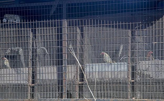 Gallos tras un vallado. 