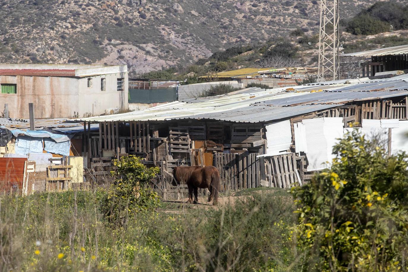 Fotos: Cuadras y corrales clandestinos se extienden junto a Lo Campano ante la pasividad municipal