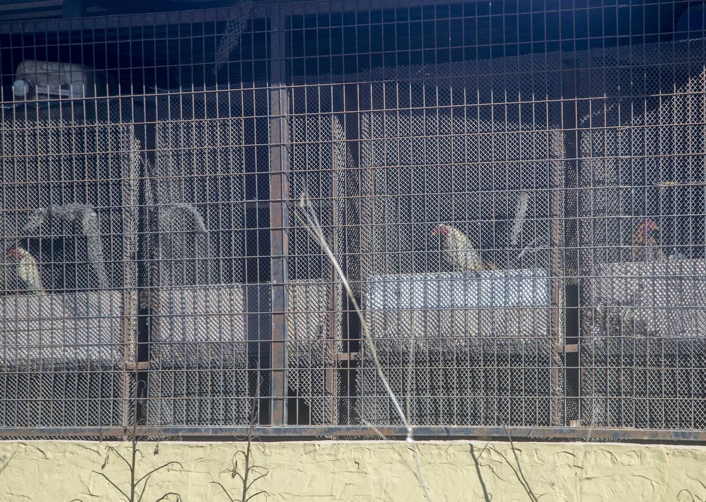 Fotos: Cuadras y corrales clandestinos se extienden junto a Lo Campano ante la pasividad municipal