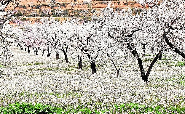 Almendros en flor en Tallante (Cartagena).