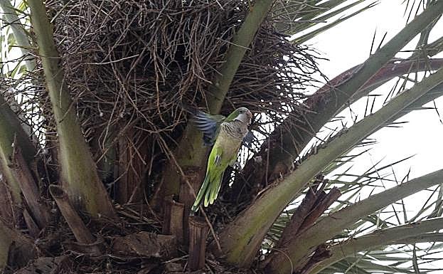 Una cotorra en una palmera de la alameda de San Antón, Cartagena.