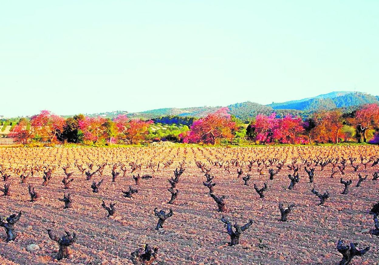 Viñedos sarmentados mimetizados en la riqueza paisajística de Bullas. 