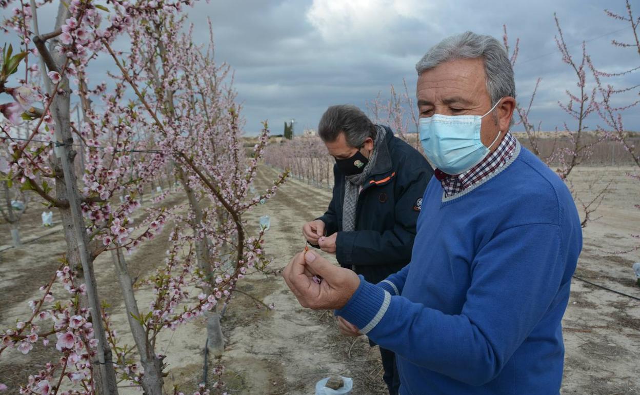 Pedro Sánchez García y Antonio Moreno muestran las flores de los cultivos, ayer en Cieza. 