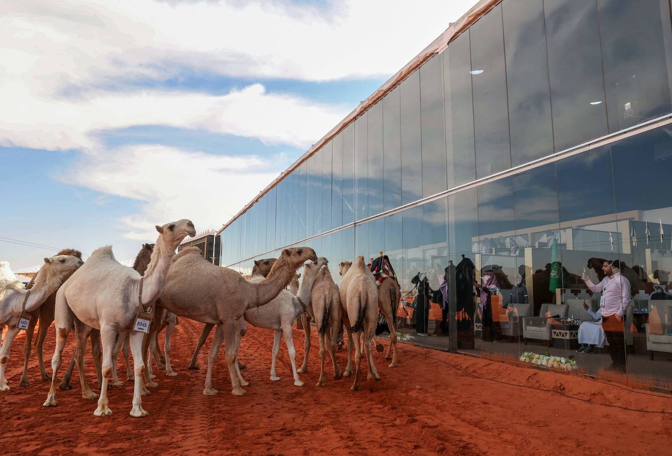 Fotos: Los camellos bellos