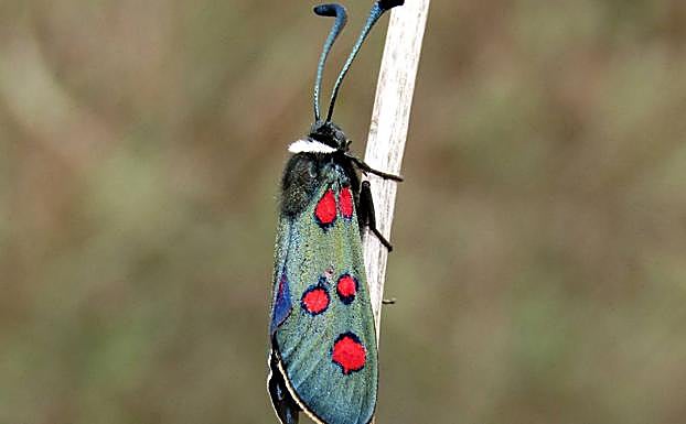 'Zygaena lavandulae'. 
