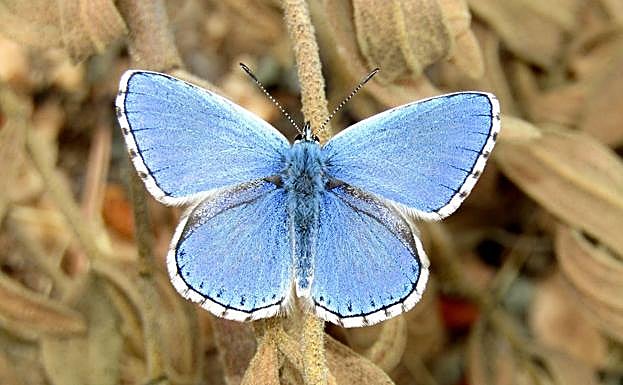 'Lysandra bellargus'. 