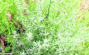 Los espárragos silvestres