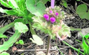 Zapaticos de la Virgen para hacer dulces
