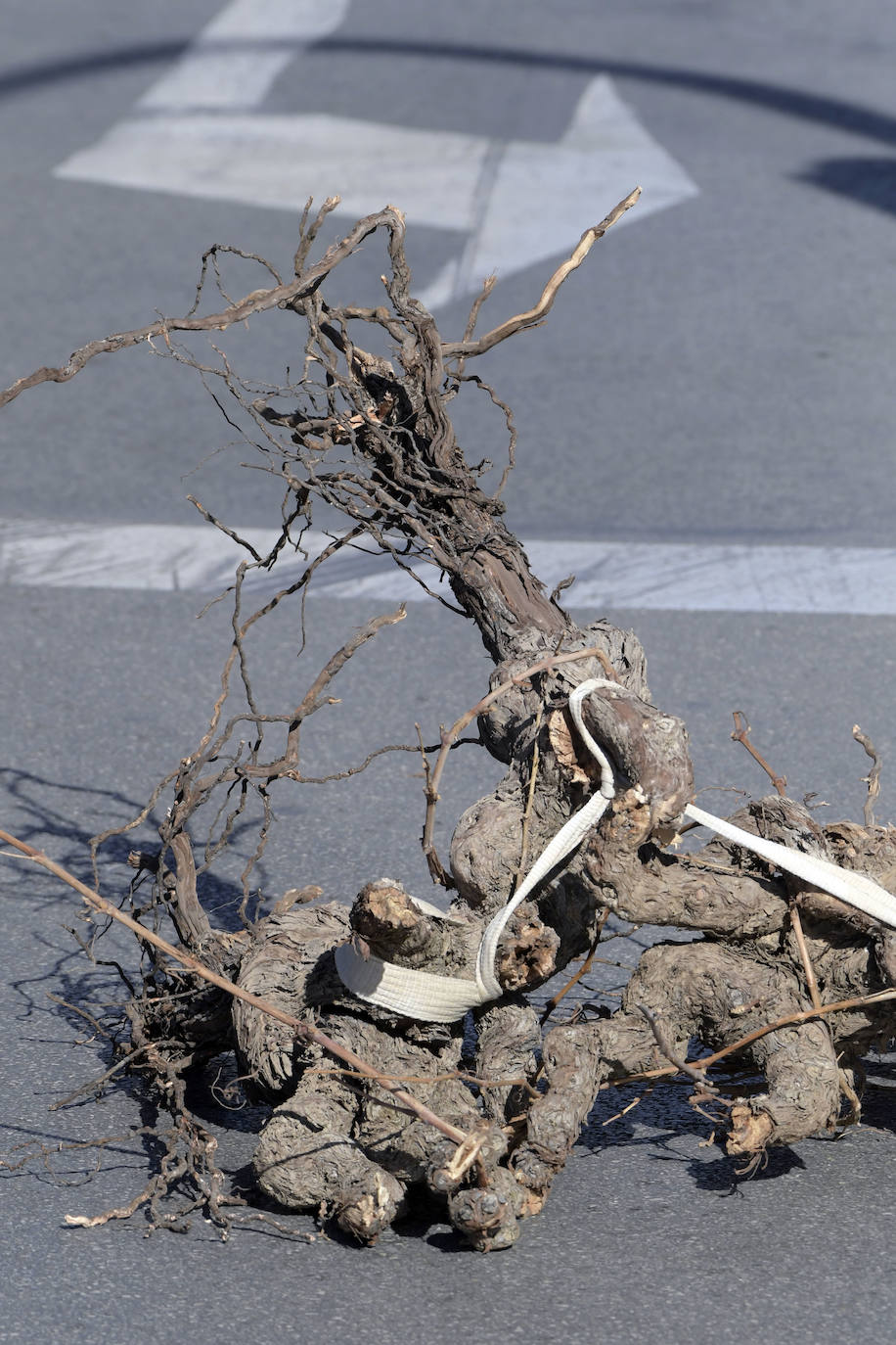 Fotos: Más de 500 tractores y camiones toman este miércoles Murcia en la manifestación del campo