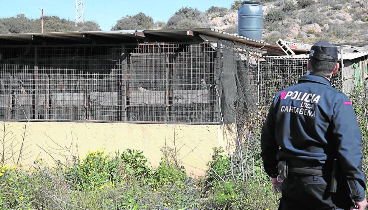 Un agente de la Policía Local, ante un corral de gallos. 