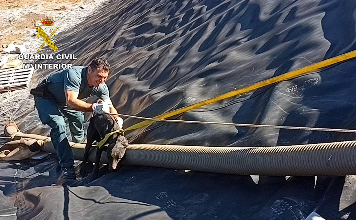 Un agente de la Benemérita rescata a uno de los perros.