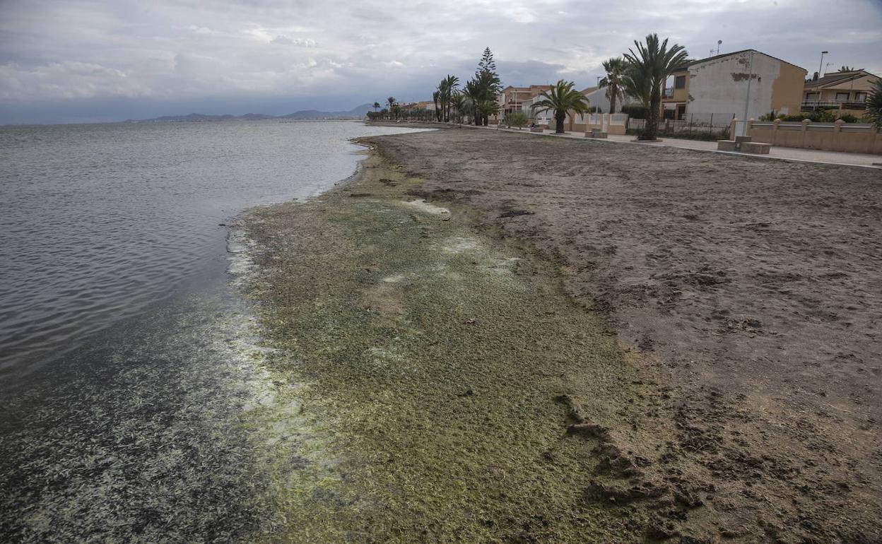 Lodo y suciedad a orillas del Mar Menor en Los Urrutias, en una imagen de archivo. 