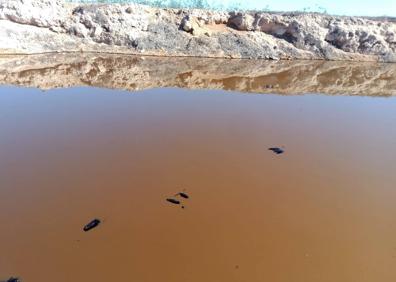 Imagen secundaria 1 - Vertidos en la balsa de la pedanía murciana de La Tercia.