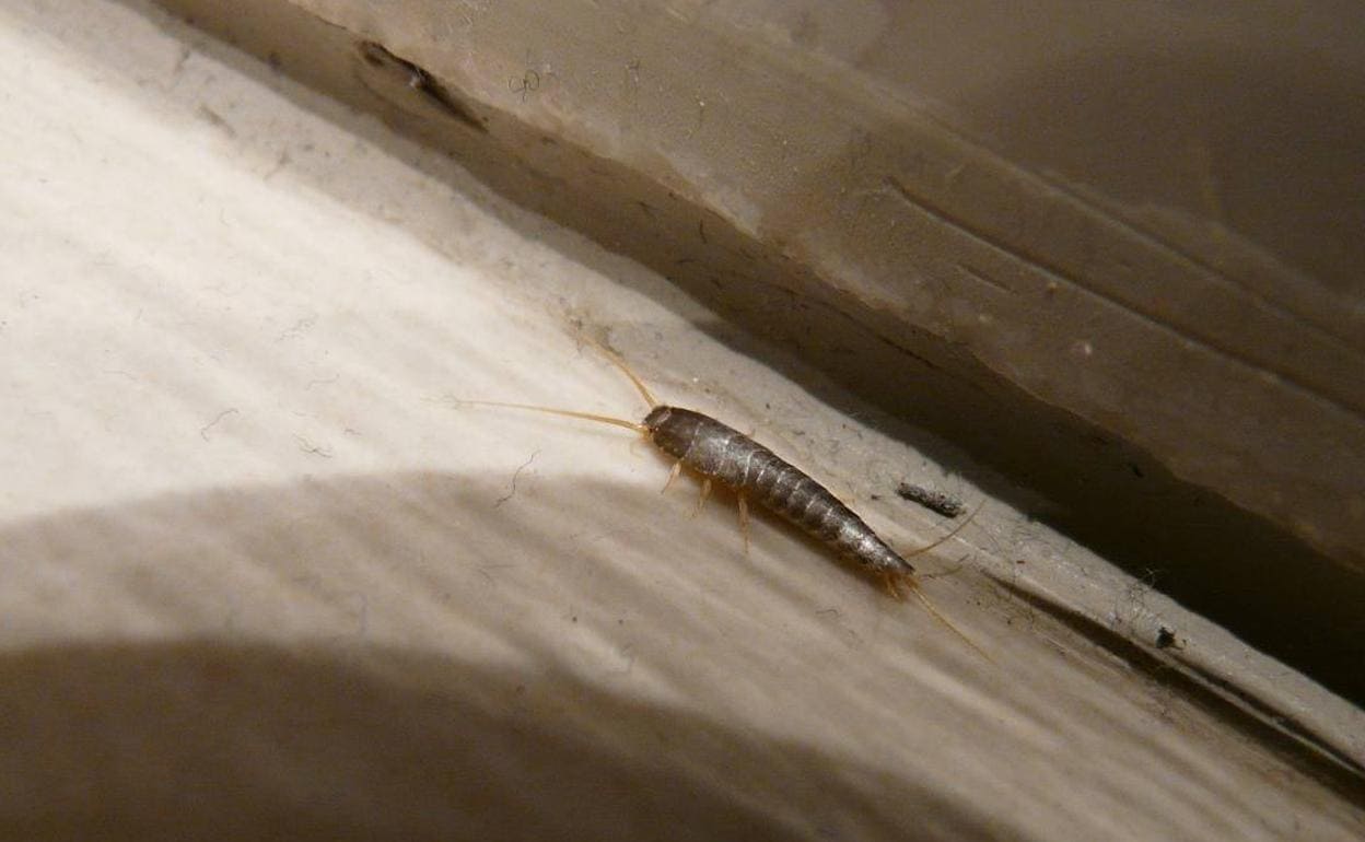 Diez consejos para acabar con el bicho del polvo, el insecto más habitual  que vive en las casas | La Verdad