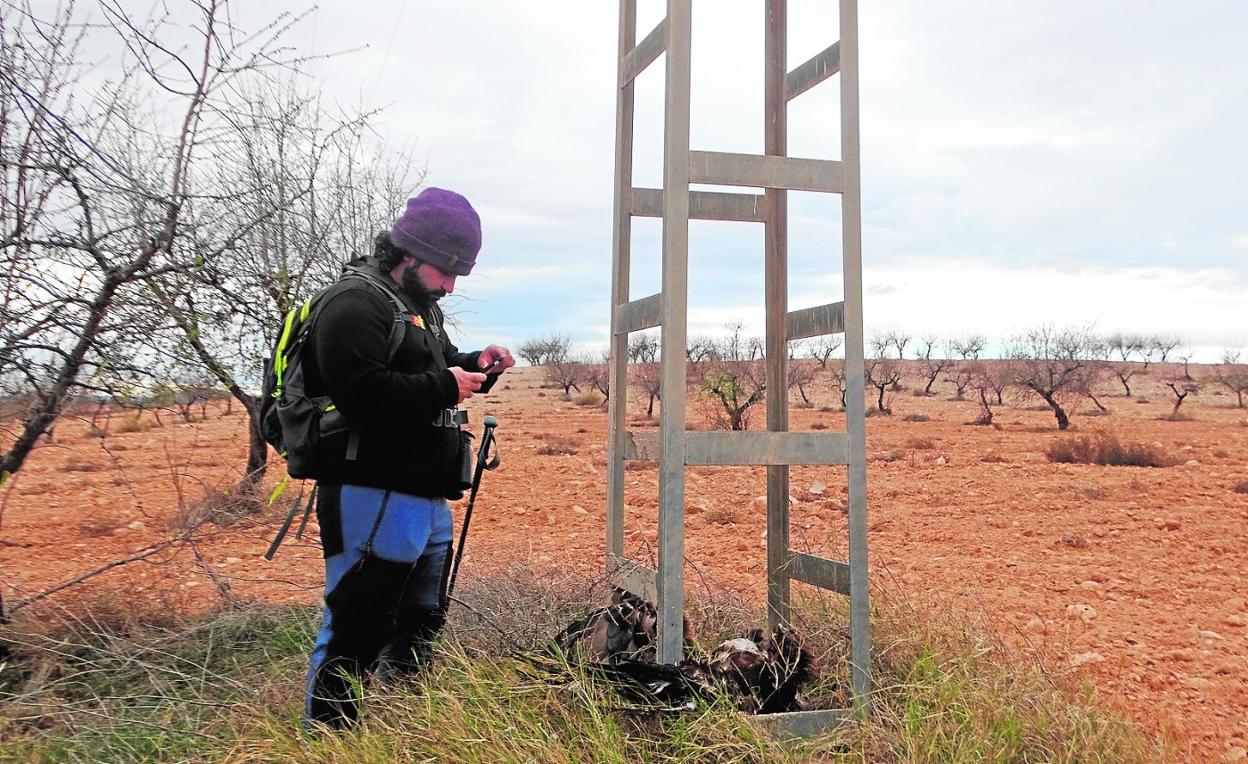 Un naturalista registrando la muerte de un ejemplar de una especie protegida bajo el apoyo de un tendido eléctrico. 