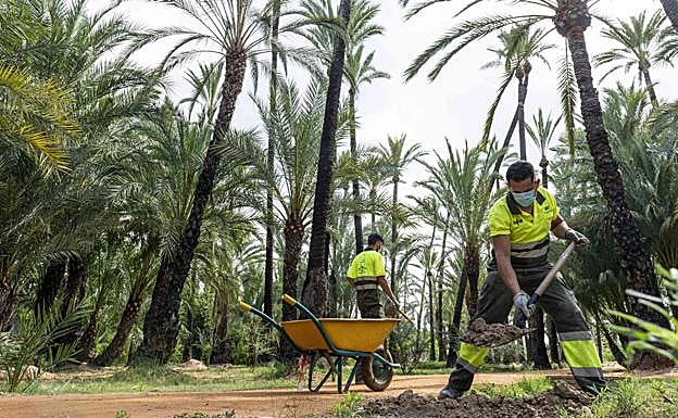 Tareas de mantenimiento en el Palmeral Santiago y Zaraíche. 