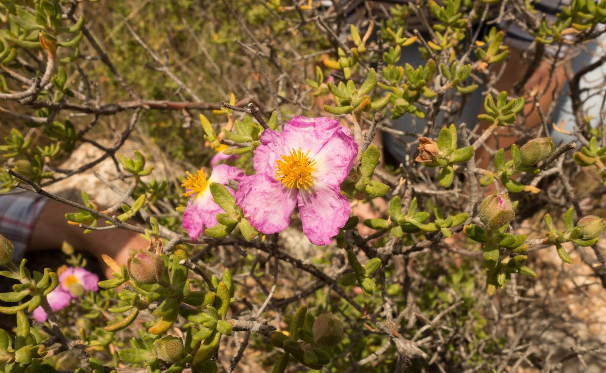 El ejemplar valenciano de jara de Cartagena que se secó el pasado 14 de febrero. La fotografía es de archivo.