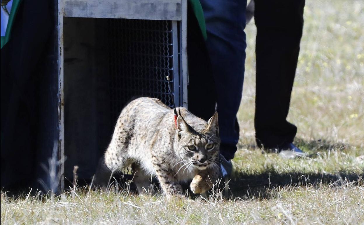 Liberación de un lince ibérico equipado con un radiotransmisor. La fotografía es de archivo.