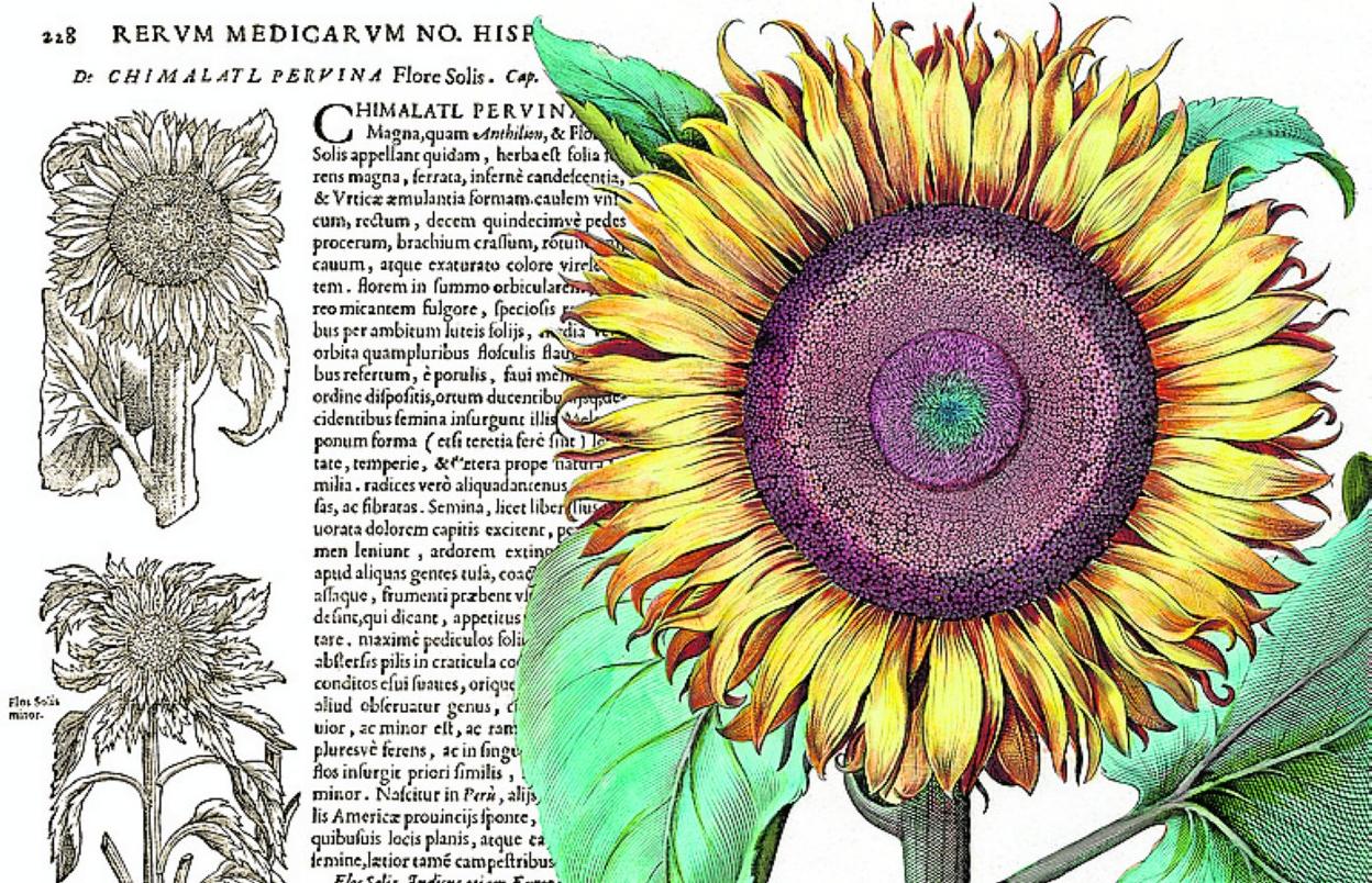 La flor del Sol | La Verdad