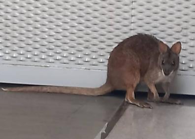 Imagen secundaria 1 - &#039;Kuki&#039;, el pequeño canguro desparecido en Llano de Brujas, vuelve a casa 9 meses después