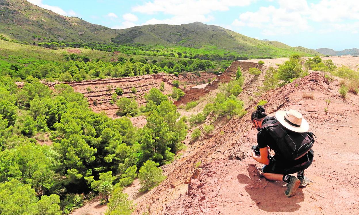Bosque en un espacio en recuperación del Parque Regional de Calblanque. 