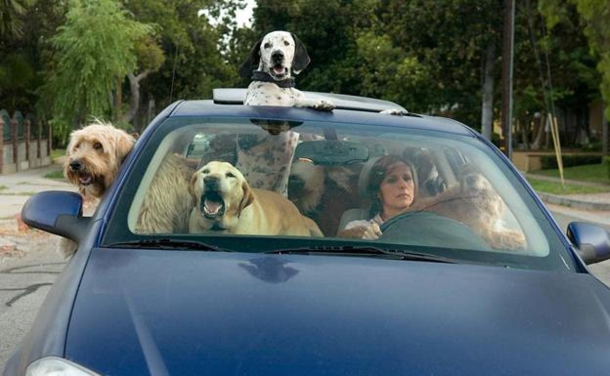 Así debes llevar a tu perro en el coche para evitar la multa de la DGT