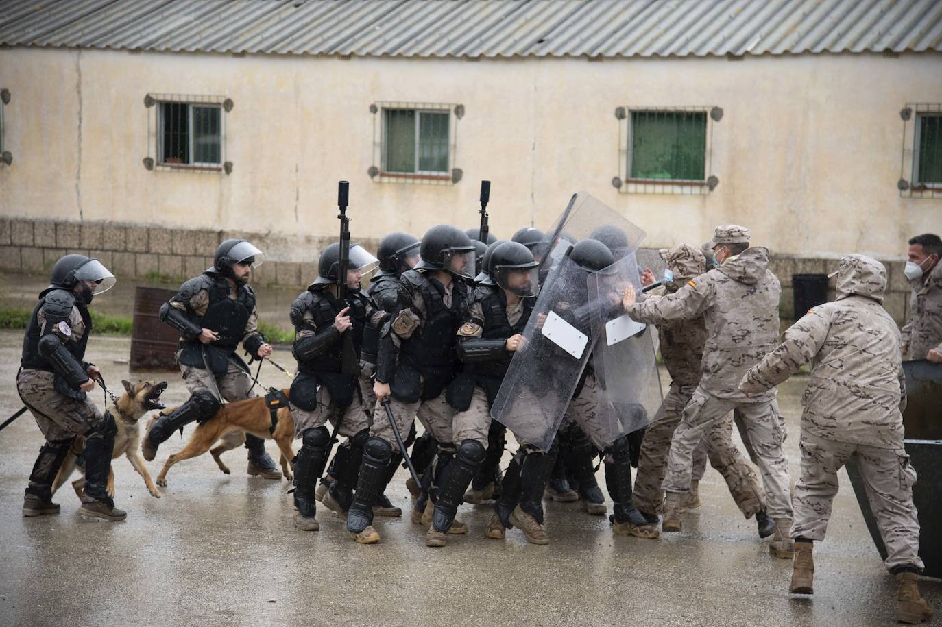 Fotos: Perros adiestrados para salvar vidas