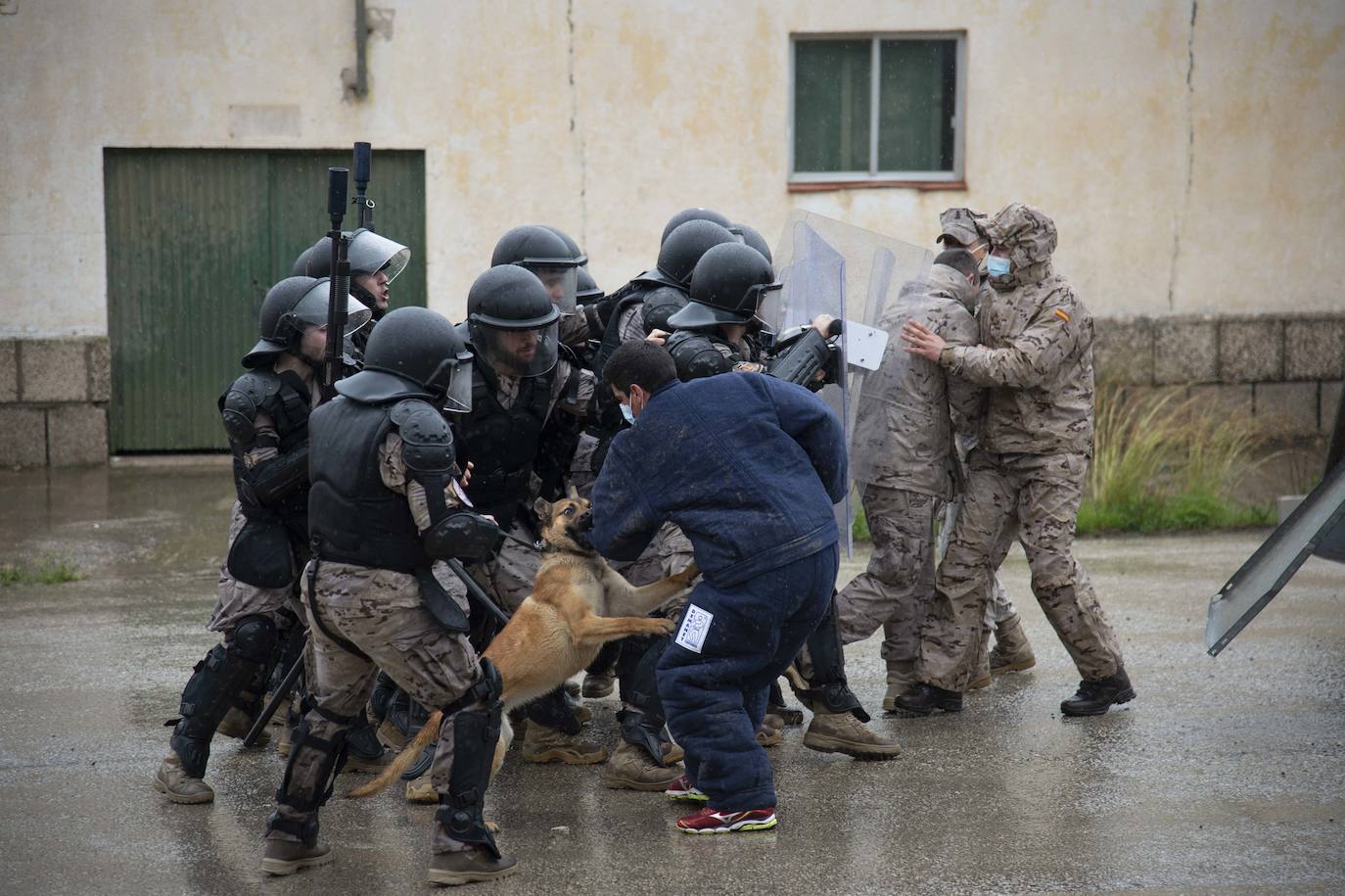 Fotos: Perros adiestrados para salvar vidas