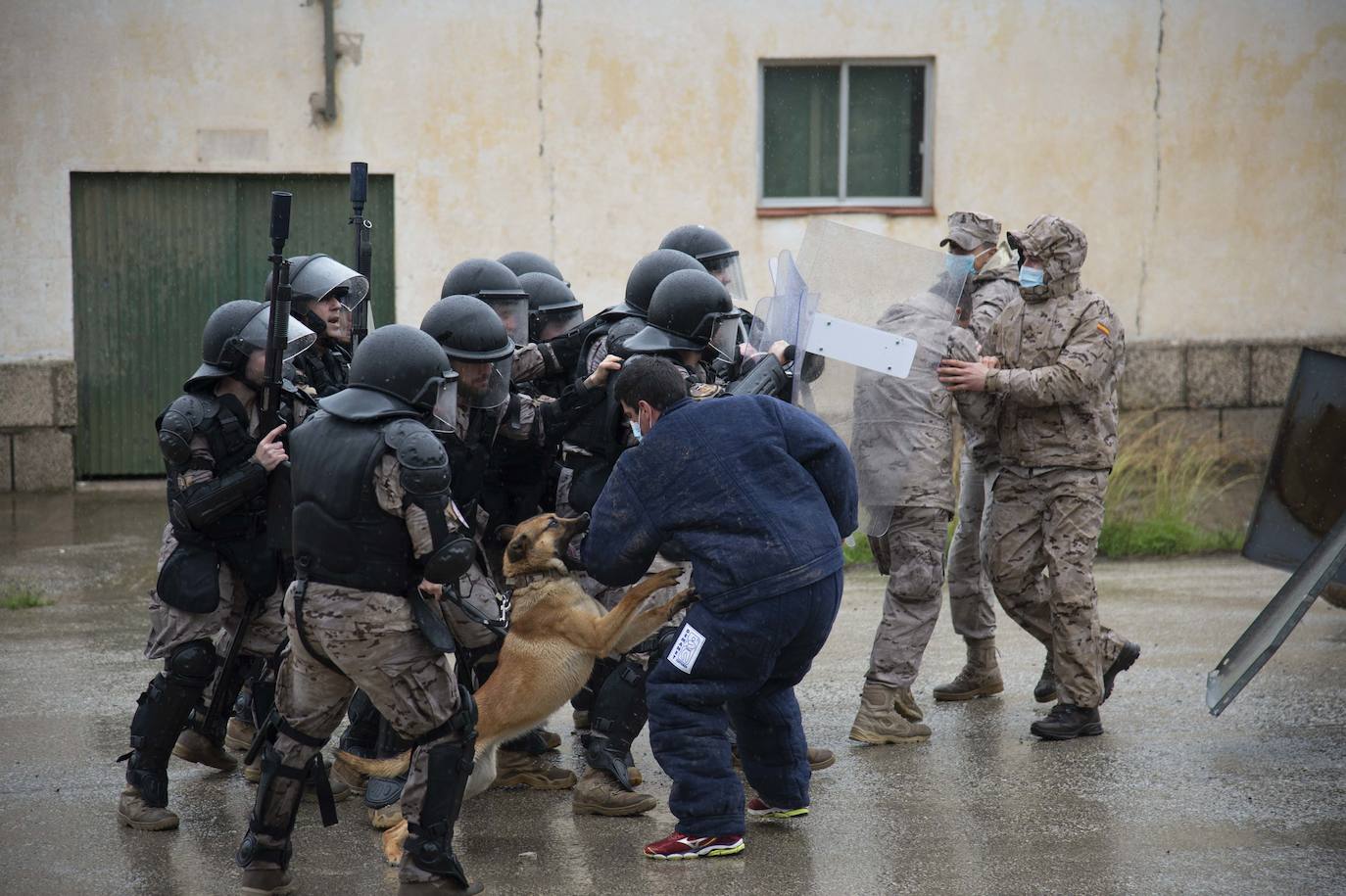 Fotos: Perros adiestrados para salvar vidas