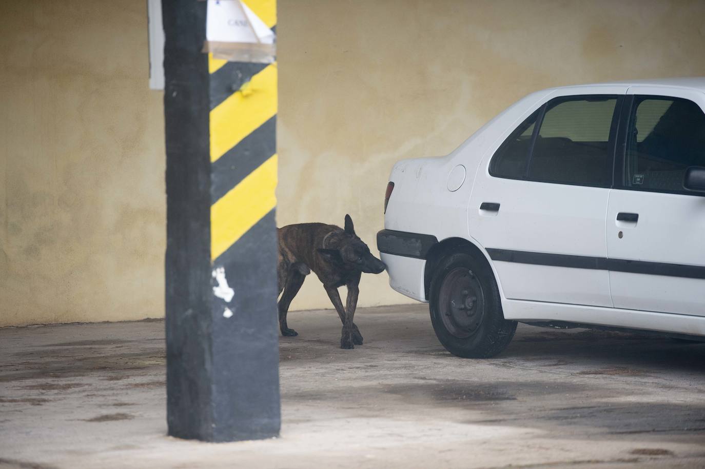 Fotos: Perros adiestrados para salvar vidas