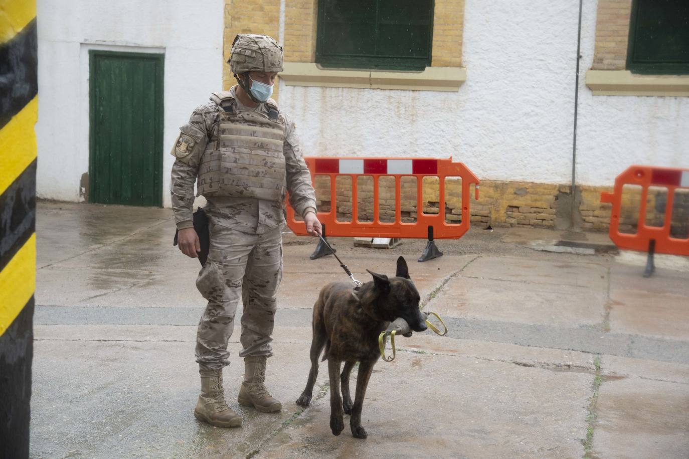 Fotos: Perros adiestrados para salvar vidas