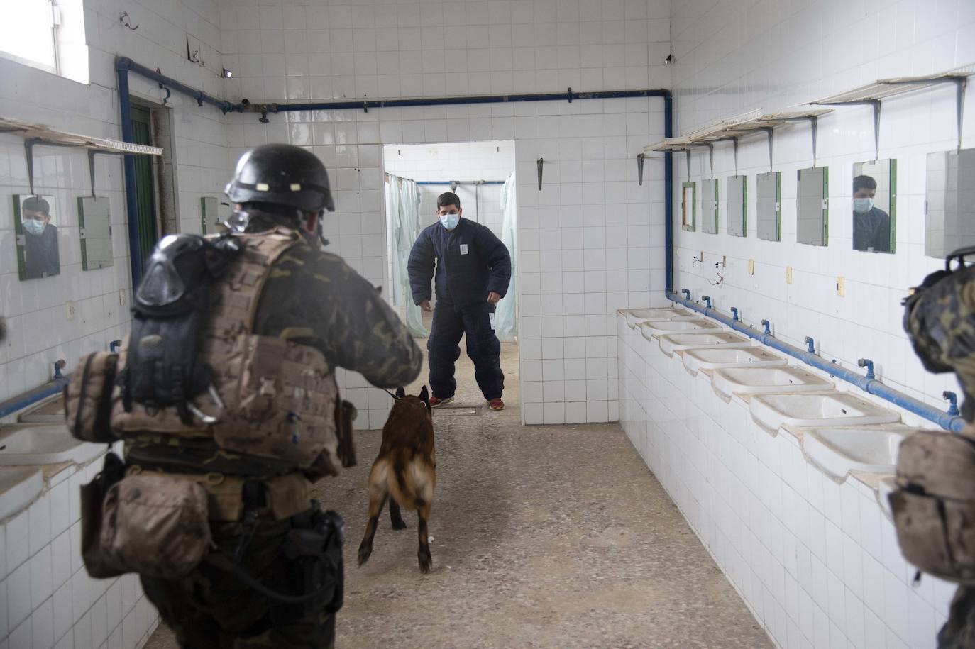 Fotos: Perros adiestrados para salvar vidas