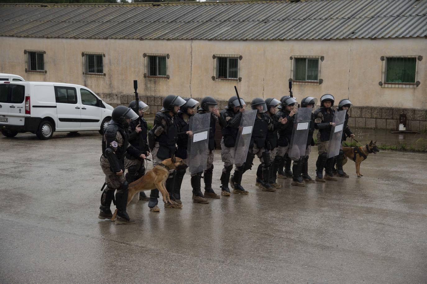 Fotos: Perros adiestrados para salvar vidas