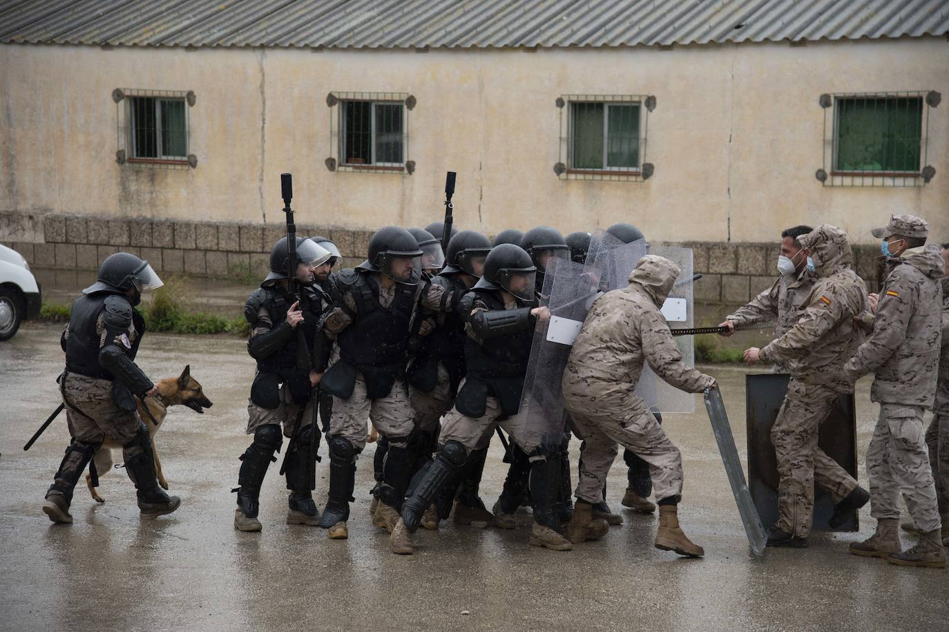 Fotos: Perros adiestrados para salvar vidas