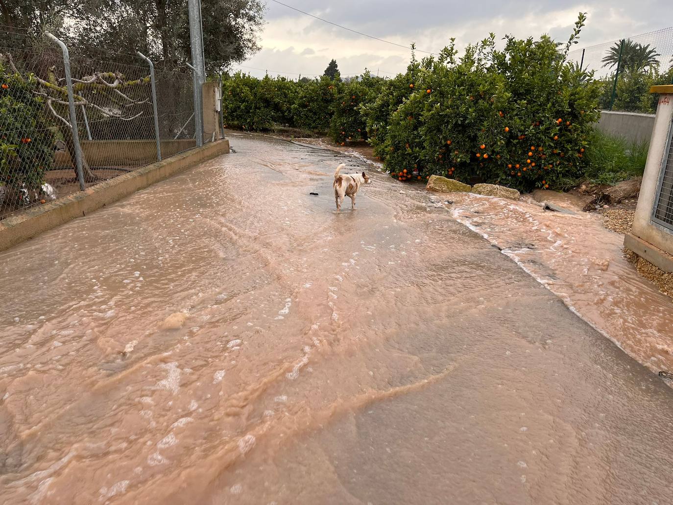 Fotos: La lluvia deja sótanos inundados, vallas reventadas y aves de corral muertas en Sierra Espuña